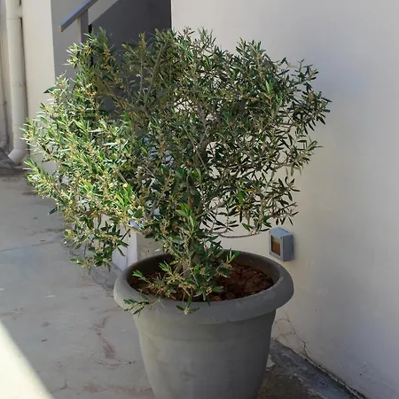 Apanema Vivari